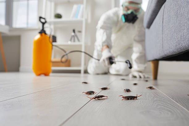 Post-Treatment Bed Bug Interceptor Monitoring in Kingstowne
